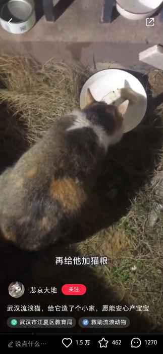 网友“悲哀大地”在网上分享救助流浪猫视频 武汉百步亭这家“月子中心”火了 网友:太暖心!