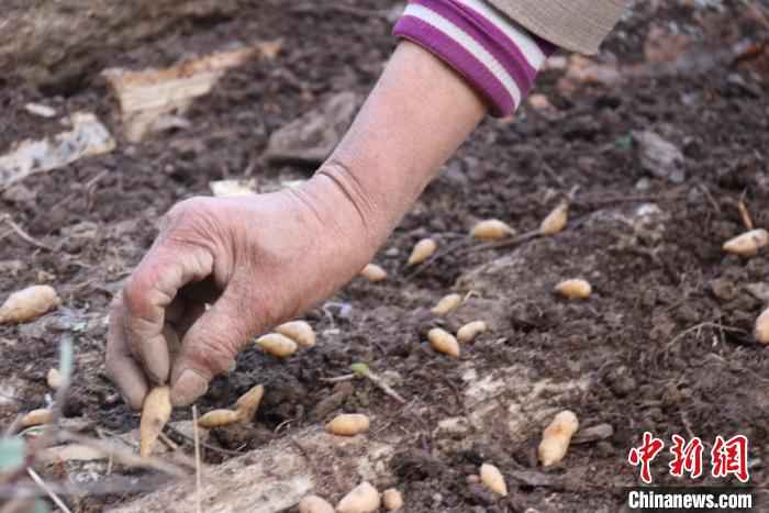 图为文县白皂村“育药人”手工播撒天麻种子。 闫姣 摄 甘肃文县“聋山”渐通途 高山居民拓荒地里种药材